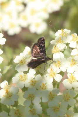  Heliothela 