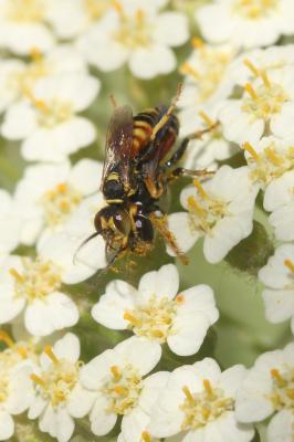  Dinetus pictus (Fabricius, 1793)