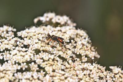  Dinetus pictus (Fabricius, 1793)