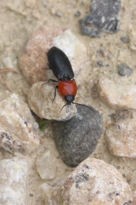  Cardiophorus gramineus (Scopoli, 1763)