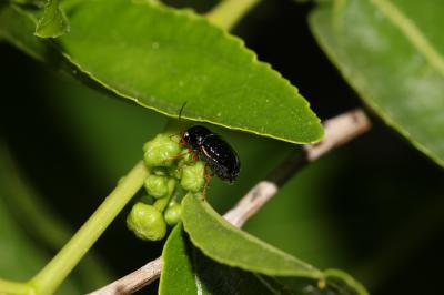  Cryptocephalus flavipes Fabricius, 1781