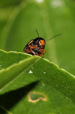  Cryptocephalus flavipes Fabricius, 1781