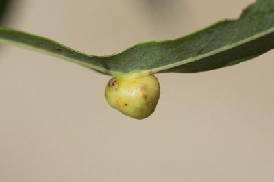  Euura viminalis (Linnaeus, 1758)