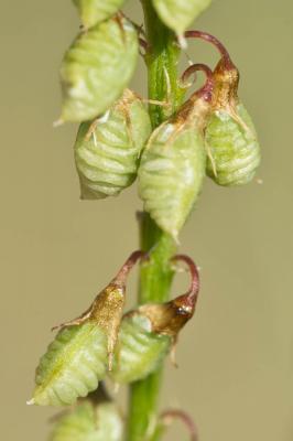 Mélilot jaune Trigonella officinalis (L.) Coulot & Rabaute, 2013