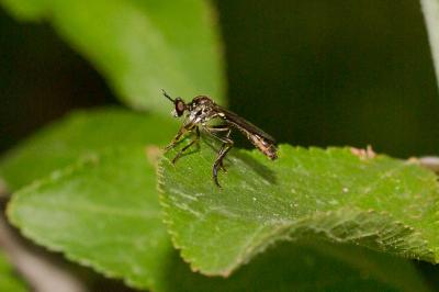  Dioctria hyalipennis (Fabricius, 1794)