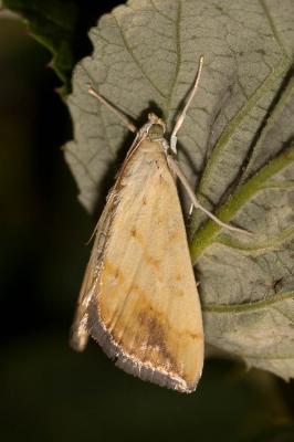  Evergestis extimalis (Scopoli, 1763)