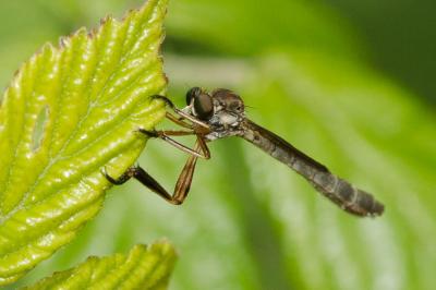  Leptogaster cylindrica (De Geer, 1776)