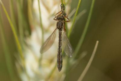  Leptogaster cylindrica (De Geer, 1776)