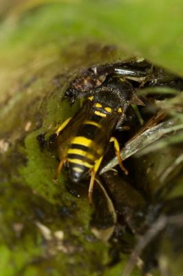  Ancistrocerus claripennis Thomson, 1874