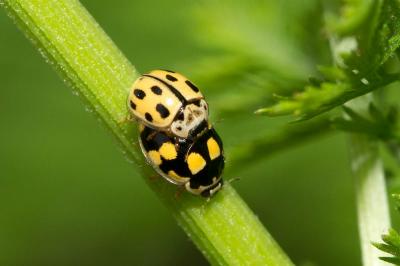 Coccinelle à damier, Coccinelle à 14 points Propylea quatuordecimpunctata (Linnaeus, 1758)