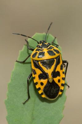  Eurydema ventralis Kolenati, 1846