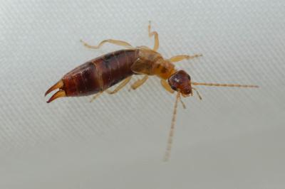  Apterygida media (Hagenbach, 1822)