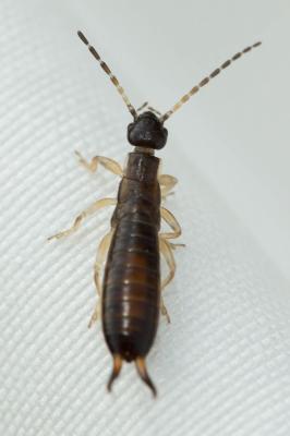 Forficule, Pince-oreille, Perce-oreille Forficula auricularia Linnaeus, 1758