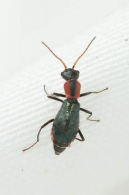 Cyrtosus cyanipennis (Erichson, 1840)