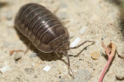  Armadillidium nasatum Budde-Lund, 1885
