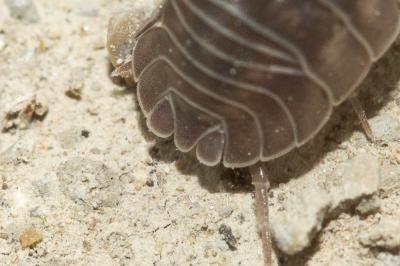  Armadillidium nasatum Budde-Lund, 1885