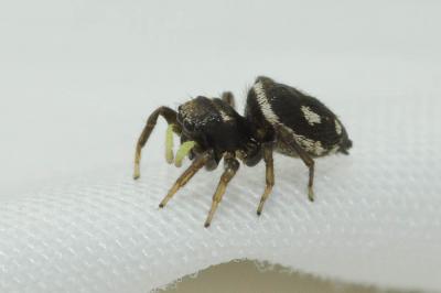  Heliophanus apiatus Simon, 1868
