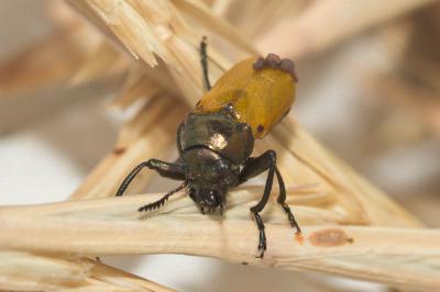  Labidostomis lusitanica (Germar, 1824)