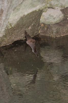 Murin de Daubenton Myotis daubentonii (Kuhl, 1817)