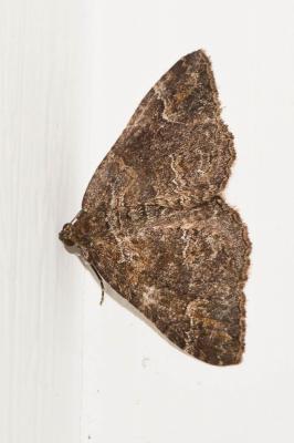 Mélanthie précoce Catarhoe basochesiata (Duponchel, 1831)
