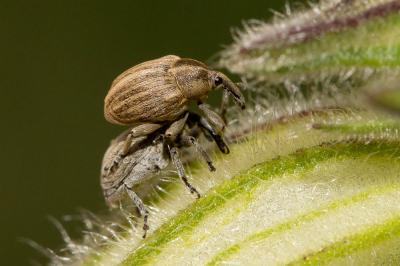  Sibinia pellucens (Scopoli, 1772)