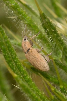  Tanymecus palliatus (Fabricius, 1787)