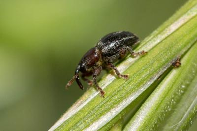  Pachytychius hordei grandicollis (Waltl, 1835)