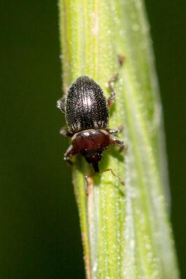  Pachytychius hordei grandicollis (Waltl, 1835)