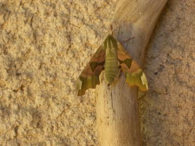 Sphinx du Tilleul (Le) Mimas tiliae (Linnaeus, 1758)