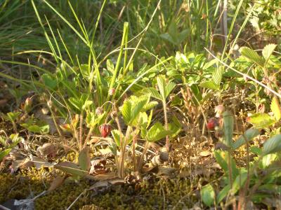 Fraisier sauvage, Fraisier des bois Fragaria vesca L., 1753