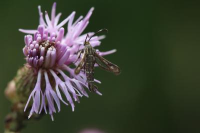  Sesiidae Boisduval, 1828