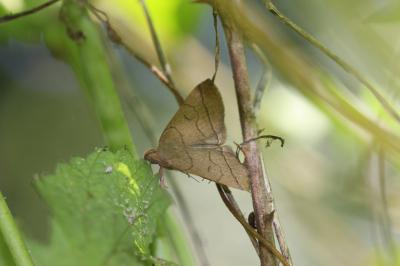 Herminie plumeuse (L') Zanclognatha lunalis (Scopoli, 1763)