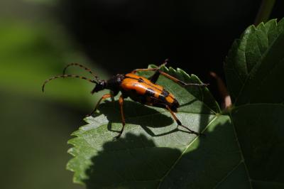 Lepture tacheté (Le) Rutpela maculata (Poda, 1761)