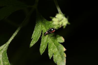  Cyrtosus cyanipennis (Erichson, 1840)