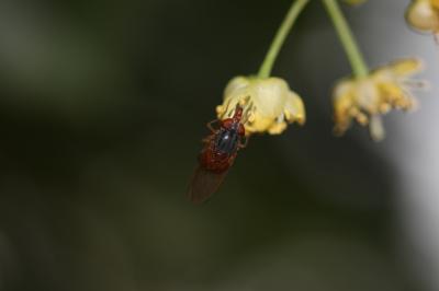  Rhingia rostrata (Linnaeus, 1758)