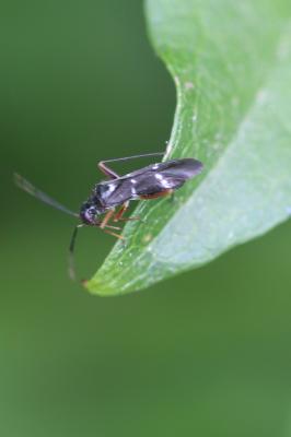  Globiceps sphaegiformis (Rossi, 1790)