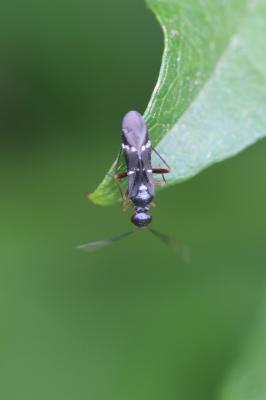  Globiceps sphaegiformis (Rossi, 1790)