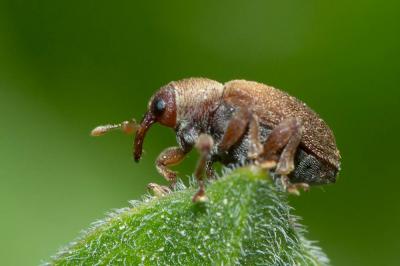 Lignyodes enucleator (Panzer, 1798)