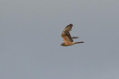 Busard cendré Circus pygargus (Linnaeus, 1758)