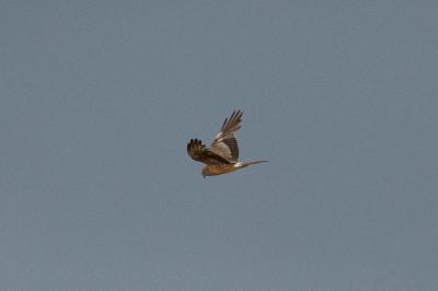 Busard cendré Circus pygargus (Linnaeus, 1758)