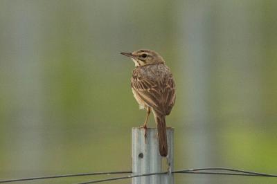 Pipit rousseline Anthus campestris (Linnaeus, 1758)