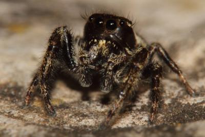  Macaroeris nidicolens (Walckenaer, 1802)