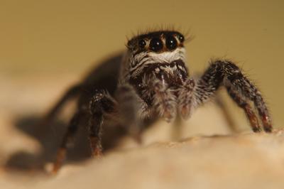  Macaroeris nidicolens (Walckenaer, 1802)