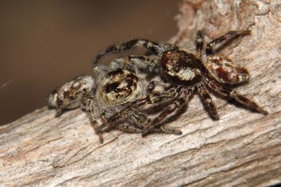  Macaroeris nidicolens (Walckenaer, 1802)