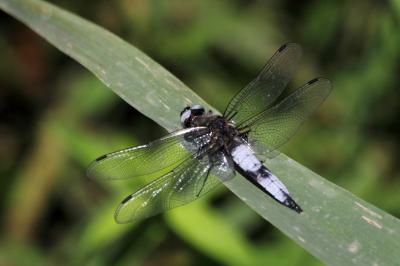 Libellule fauve (La) Libellula fulva O.F. Müller, 1764