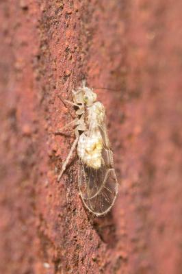  Trichopsocus dalii (McLachlan, 1867)