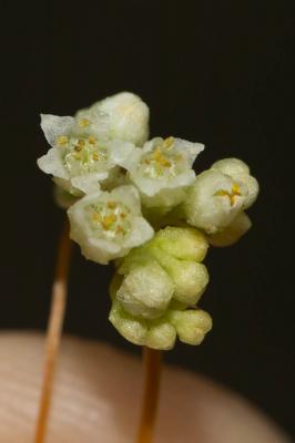 Cuscute volubile, Cuscute du Bident Cuscuta scandens Brot., 1804