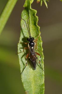  Diplazon laetatorius (Fabricius, 1781)