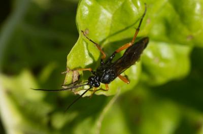  Coelichneumon Thomson, 1893
