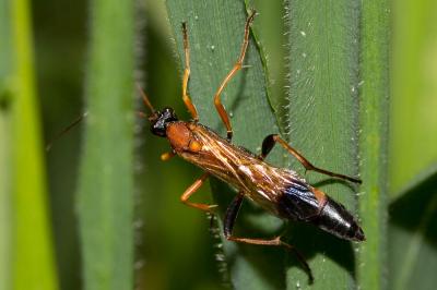  Ctenochares bicolorus (Linnaeus, 1767)